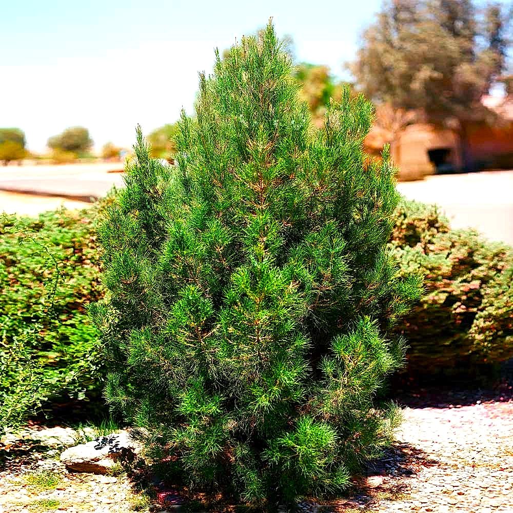 ELDER ÇAMI FİDANI - PİNUS ELDERİCA 30-40 CM