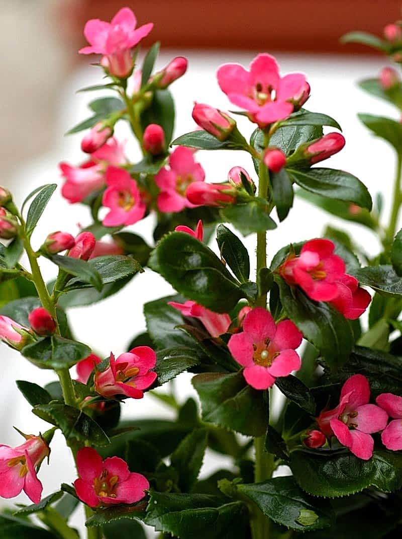 ESKOLONYA ÇALISI PEMBE ÇİÇEKLİ 10 ADET - Escallonia Cardinallis