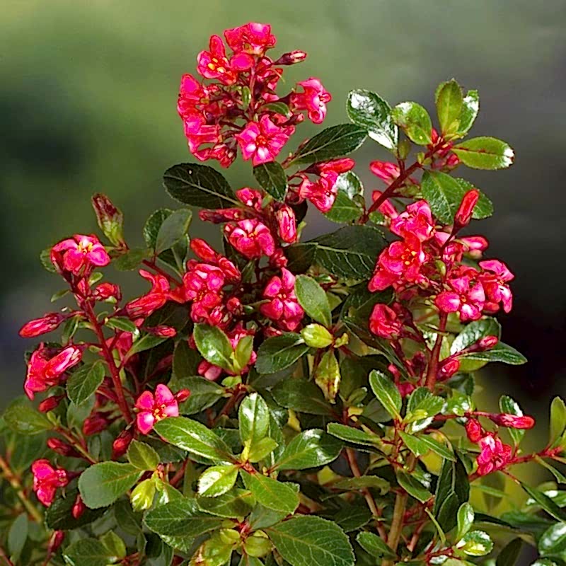 ESKOLONYA ÇALISI PEMBE ÇİÇEKLİ 10 ADET - Escallonia Cardinallis