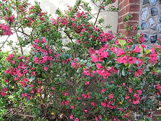 ESKOLONYA ÇALISI PEMBE ÇİÇEKLİ 10 ADET - Escallonia Cardinallis