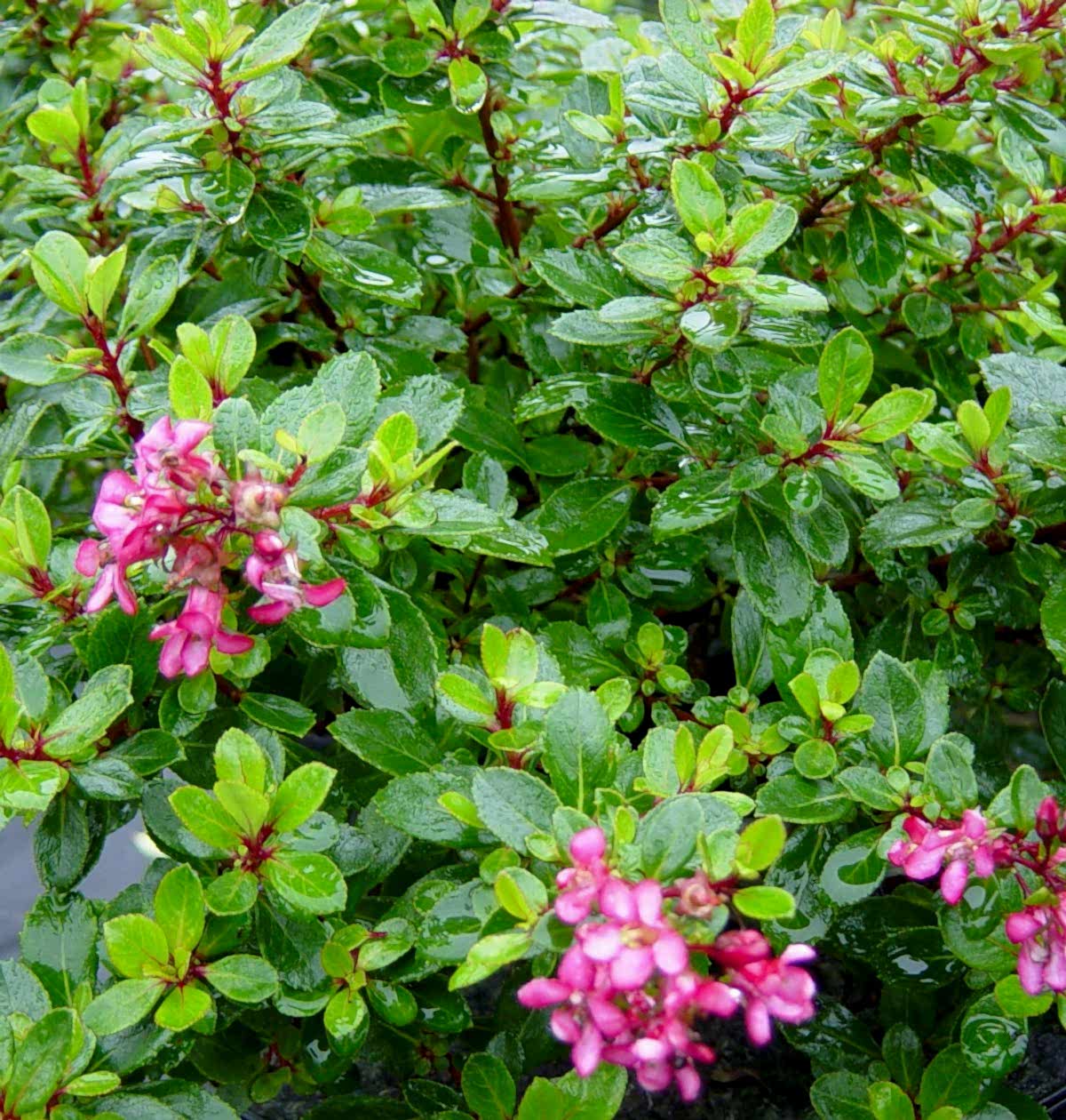 ESKOLONYA ÇALISI PEMBE ÇİÇEKLİ 10 ADET - Escallonia Cardinallis