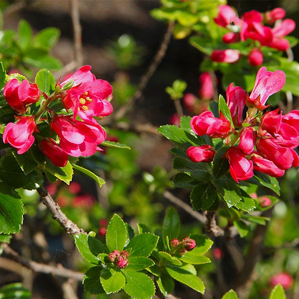 ESKOLONYA ÇALISI PEMBE ÇİÇEKLİ 10 ADET - Escallonia Cardinallis