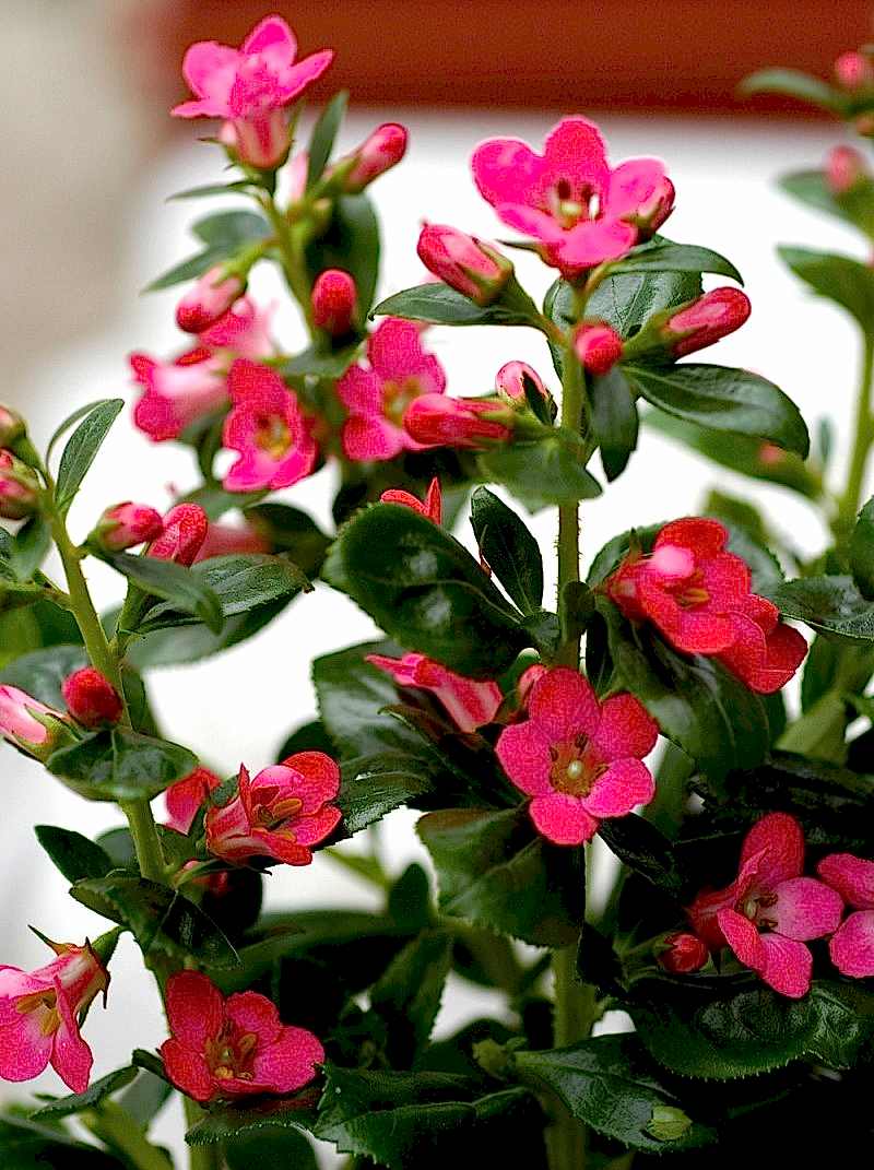 ESKOLONYA ÇALISI PEMBE ÇİÇEKLİ 3 ADET - Escallonia Cardinallis