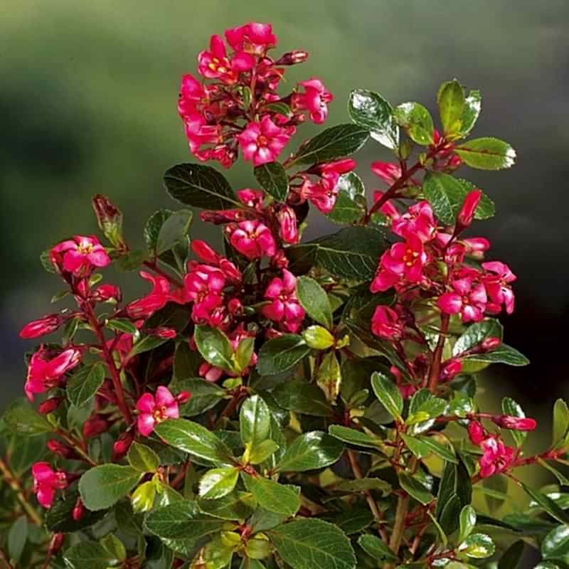 ESKOLONYA ÇALISI PEMBE ÇİÇEKLİ 3 ADET - Escallonia Cardinallis
