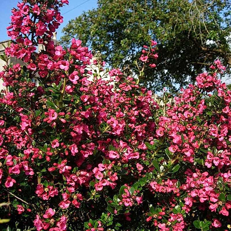ESKOLONYA ÇALISI PEMBE ÇİÇEKLİ 3 ADET - Escallonia Cardinallis