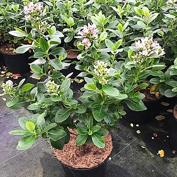 ESKOLONYA ÇALISI PEMBE ÇİÇEKLİ 3 ADET - Escallonia Cardinallis