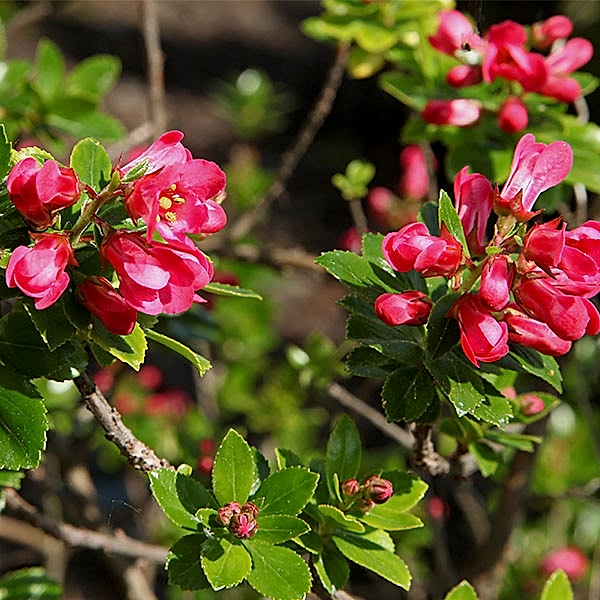 ESKOLONYA ÇALISI PEMBE ÇİÇEKLİ 3 ADET - Escallonia Cardinallis