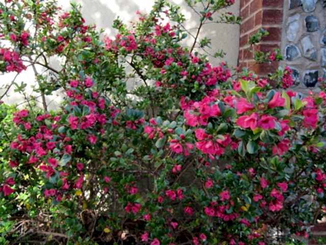 ESKOLONYA ÇALISI PEMBE ÇİÇEKLİ 3 ADET - Escallonia Cardinallis