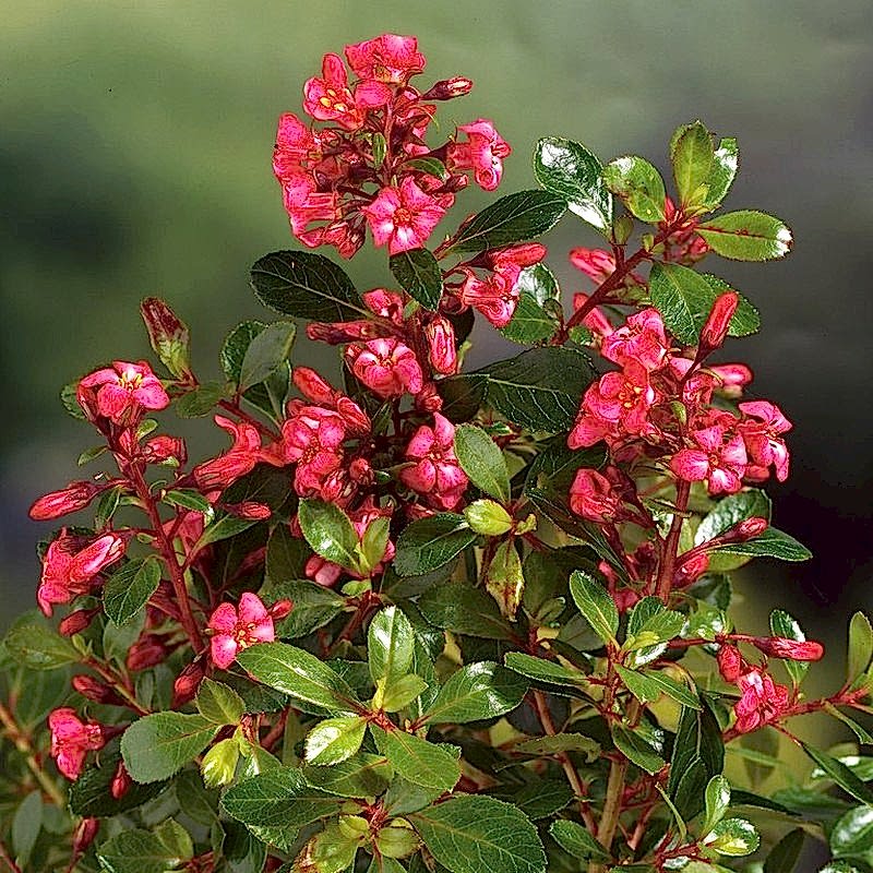 ESKOLONYA ÇALISI PEMBE ÇİÇEKLİ 5 ADET - Escallonia Cardinallis