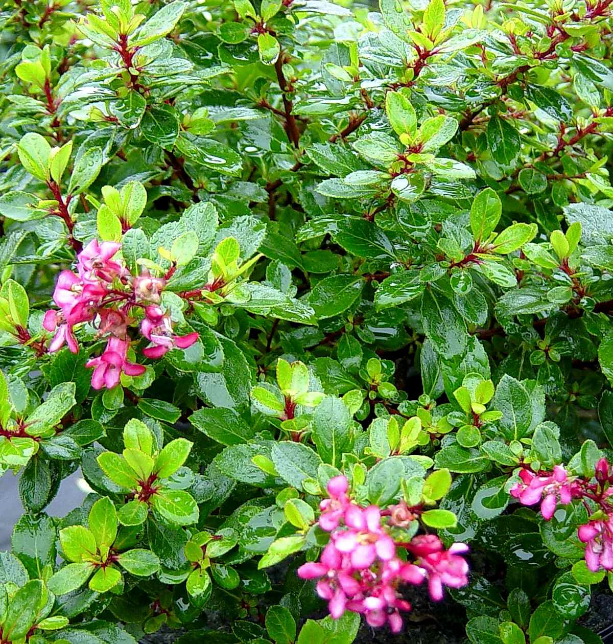 ESKOLONYA ÇALISI PEMBE ÇİÇEKLİ 5 ADET - Escallonia Cardinallis