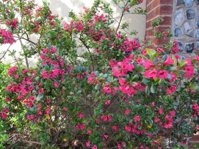 ESKOLONYA ÇALISI PEMBE ÇİÇEKLİ 5 ADET - Escallonia Cardinallis