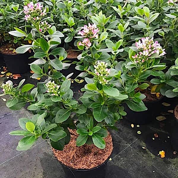 ESKOLONYA ÇALISI PEMBE ÇİÇEKLİ 5 ADET - Escallonia Cardinallis