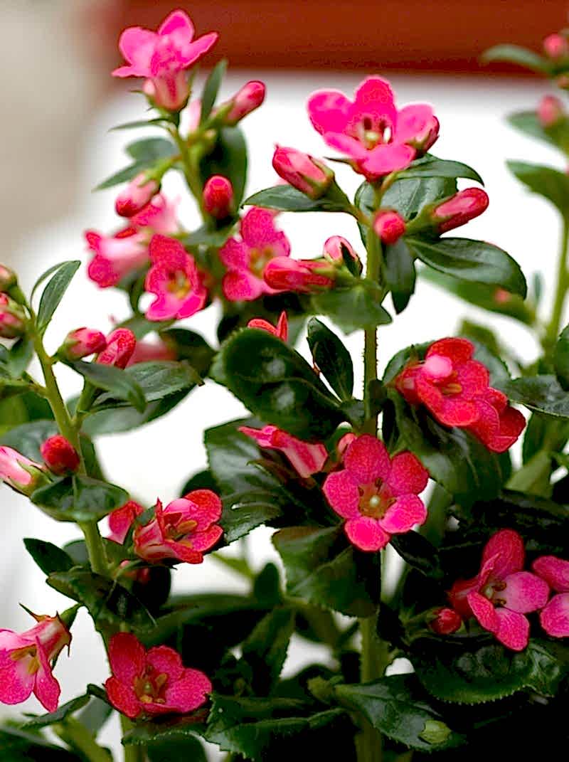 ESKOLONYA ÇALISI PEMBE ÇİÇEKLİ - Escallonia Cardinallis