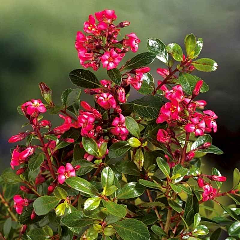 ESKOLONYA ÇALISI PEMBE ÇİÇEKLİ - Escallonia Cardinallis