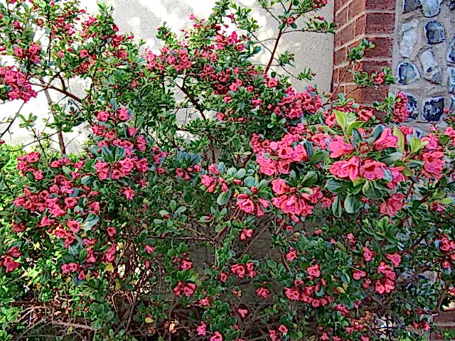 ESKOLONYA ÇALISI PEMBE ÇİÇEKLİ - Escallonia Cardinallis