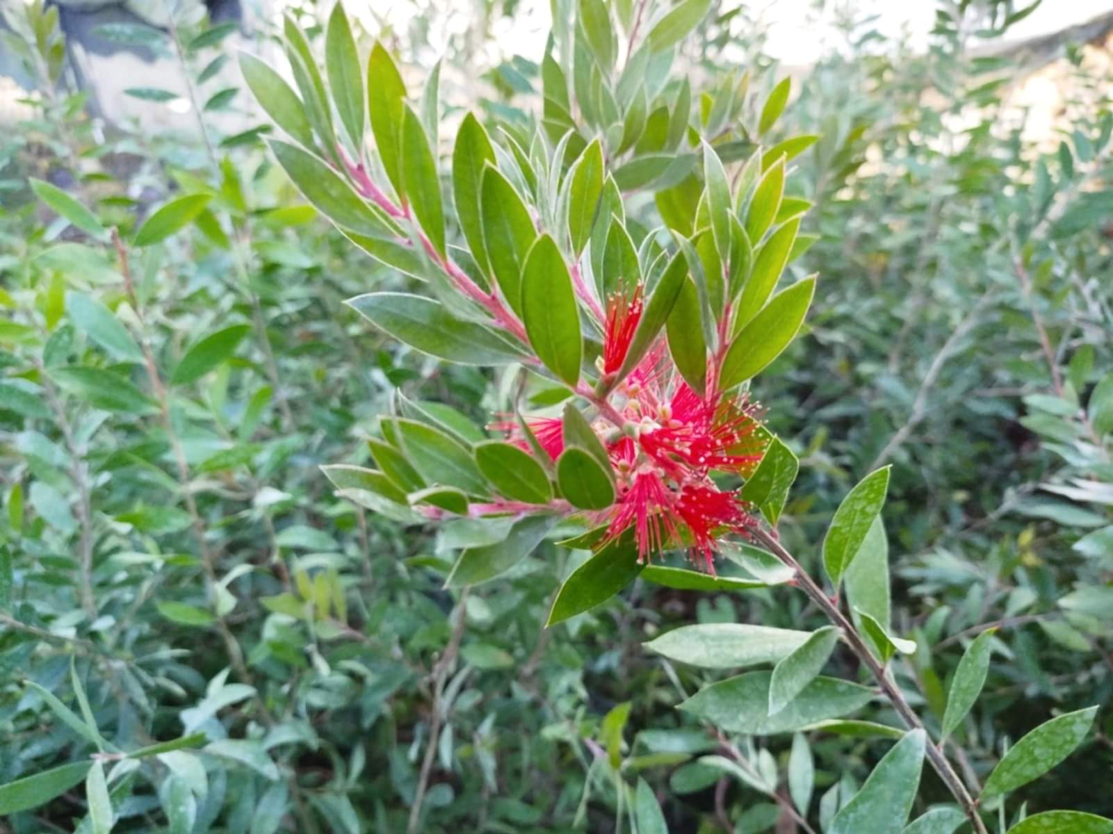 FIRÇA ÇALISI CALLİSTEMON 10 ADET (80-100 CM) ÇİÇEKLİ PEYZAJ/ÇİT BİTKİSİ