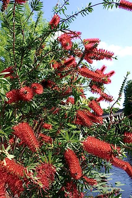 FIRÇA ÇALISI CALLİSTEMON 10 ADET (80-100 CM) ÇİÇEKLİ PEYZAJ/ÇİT BİTKİSİ