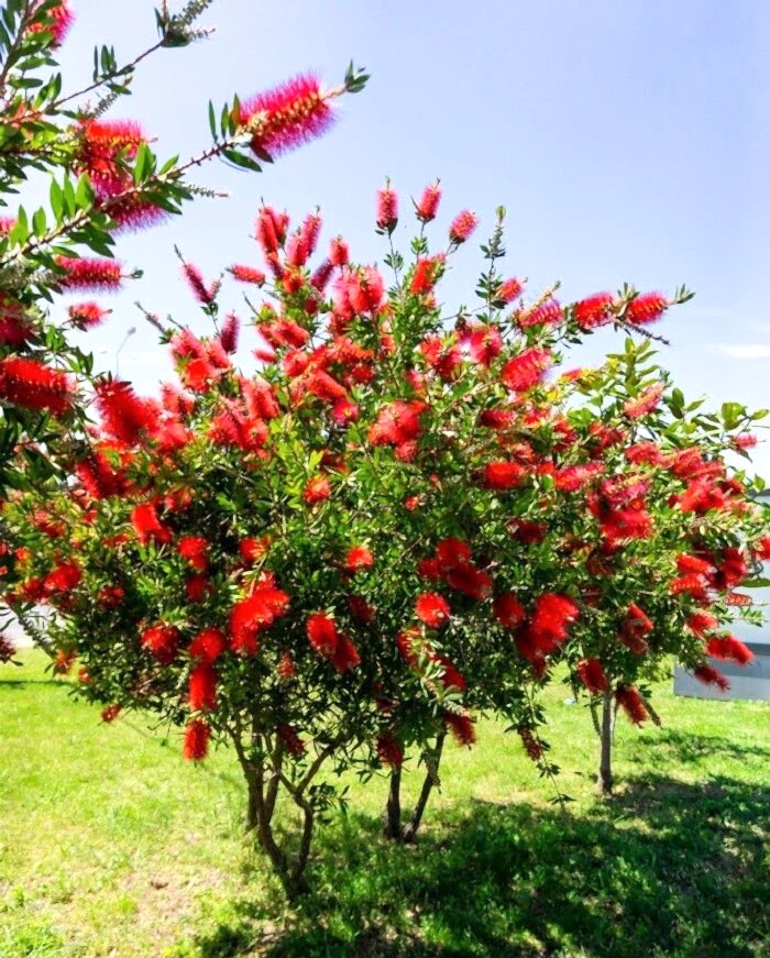 FIRÇA ÇALISI CALLİSTEMON 10 ADET (80-100 CM) ÇİÇEKLİ PEYZAJ/ÇİT BİTKİSİ