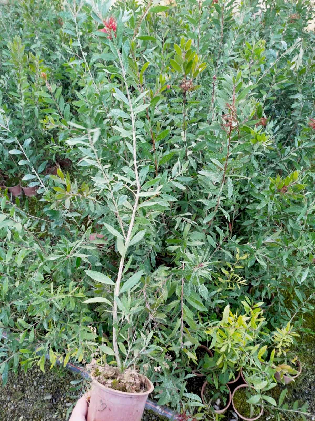 FIRÇA ÇALISI CALLİSTEMON 3 ADET (80-100 CM) ÇİÇEKLİ PEYZAJ/ÇİT BİTKİSİ