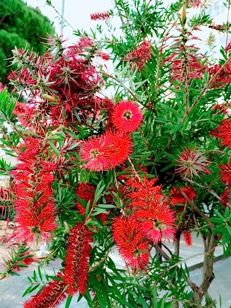 FIRÇA ÇALISI CALLİSTEMON 3 ADET (80-100 CM) ÇİÇEKLİ PEYZAJ/ÇİT BİTKİSİ