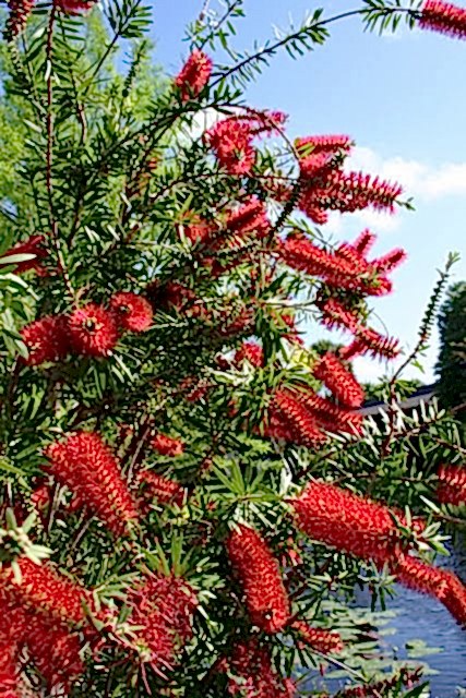 FIRÇA ÇALISI CALLİSTEMON 5 ADET (80-100 CM) ÇİÇEKLİ PEYZAJ/ÇİT BİTKİSİ
