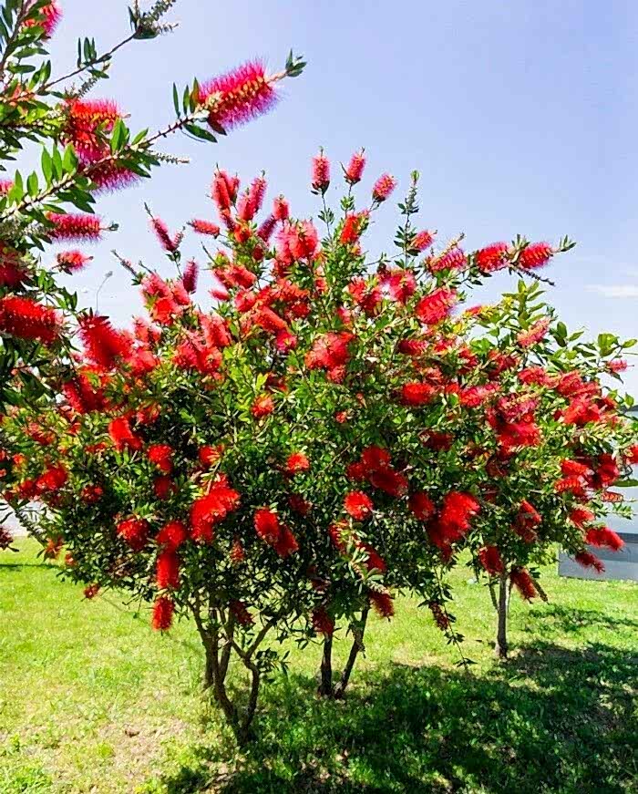FIRÇA ÇALISI CALLİSTEMON 5 ADET (80-100 CM) ÇİÇEKLİ PEYZAJ/ÇİT BİTKİSİ