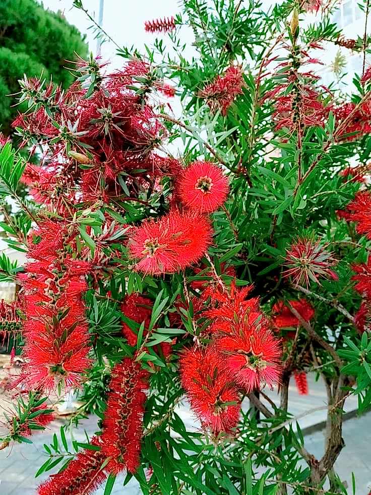 FIRÇA ÇALISI CALLİSTEMON 80-100 CM - ÇİÇEKLİ PEYZAJ/ÇİT BİTKİSİ