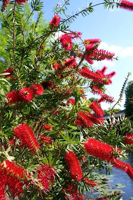 FIRÇA ÇALISI CALLİSTEMON 80-100 CM - ÇİÇEKLİ PEYZAJ/ÇİT BİTKİSİ