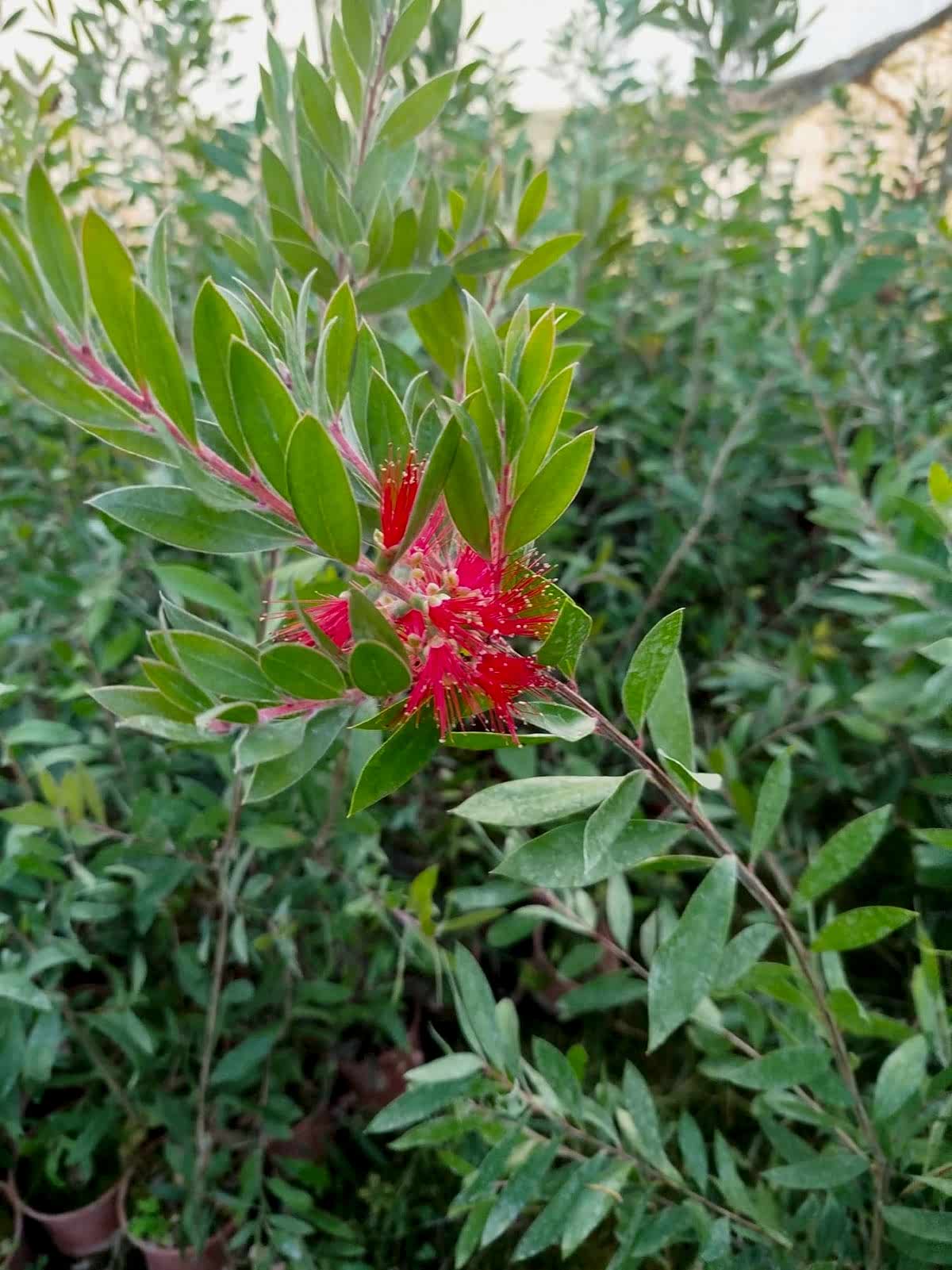 FIRÇA ÇALISI CALLİSTEMON 80-100 CM - ÇİÇEKLİ PEYZAJ/ÇİT BİTKİSİ