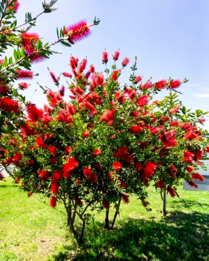 FIRÇA ÇALISI CALLİSTEMON 80-100 CM - ÇİÇEKLİ PEYZAJ/ÇİT BİTKİSİ