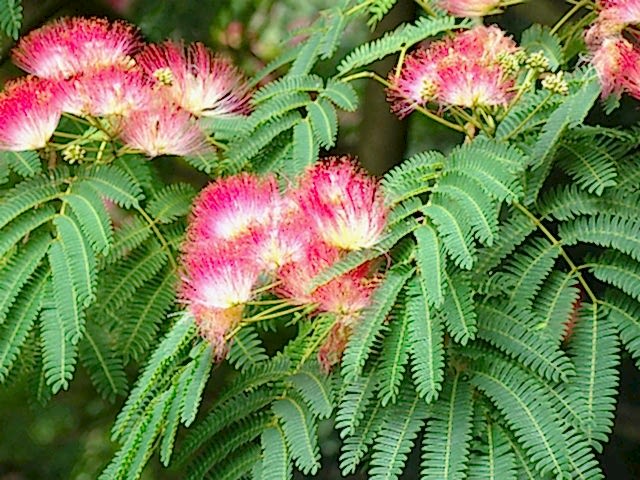 GÜLİBRİŞİM AĞACI TOHUMU 10 ADET (BONSAİ TEKNİĞİNE UYGUN TÜR)