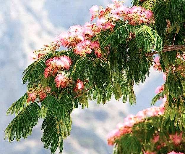 GÜLİBRİŞİM AĞACI TOHUMU 10 ADET (BONSAİ TEKNİĞİNE UYGUN TÜR)