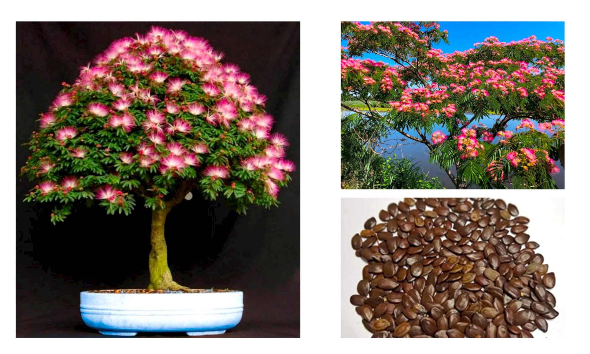 GÜLİBRİŞİM AĞACI TOHUMU 100 ADET (BONSAİ TEKNİĞİNE UYGUN TÜR)