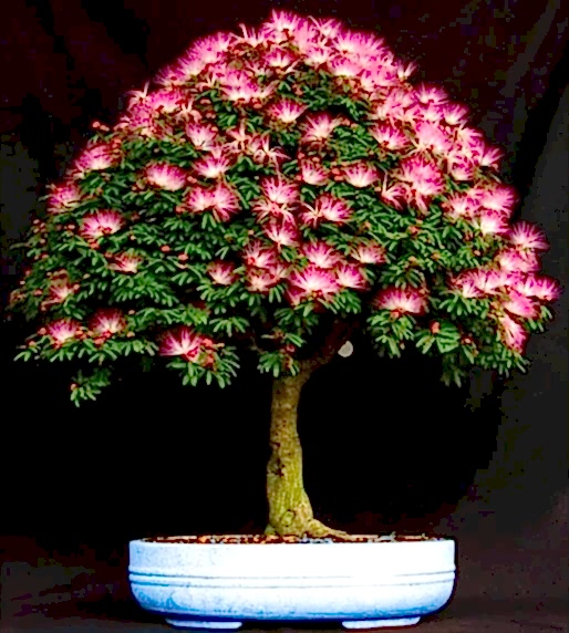 GÜLİBRİŞİM AĞACI TOHUMU 100 ADET (BONSAİ TEKNİĞİNE UYGUN TÜR)