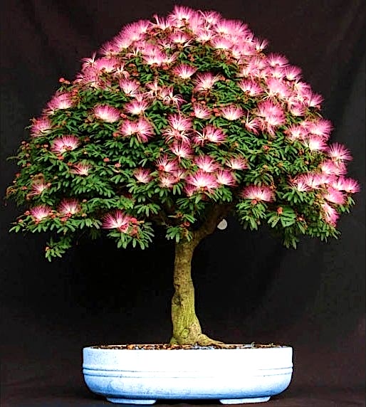 GÜLİBRİŞİM AĞACI TOHUMU 20 ADET (BONSAİ TEKNİĞİNE UYGUN TÜR)