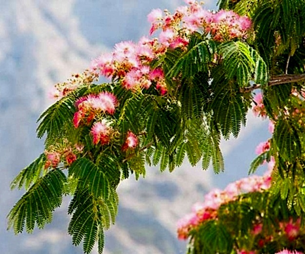 GÜLİBRİŞİM AĞACI TOHUMU 20 ADET (BONSAİ TEKNİĞİNE UYGUN TÜR)