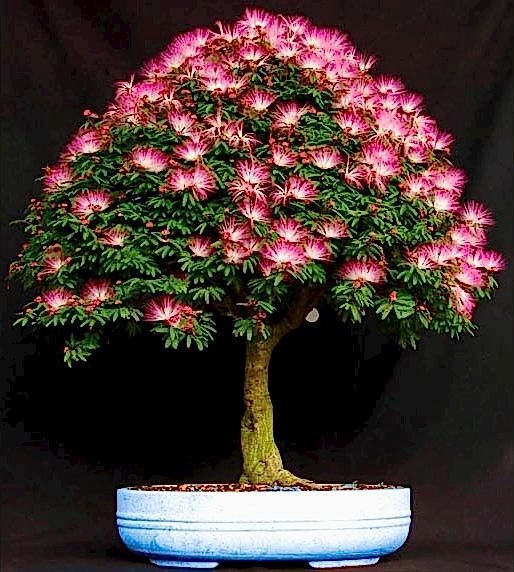GÜLİBRİŞİM AĞACI TOHUMU 50 ADET (BONSAİ TEKNİĞİNE UYGUN TÜR)
