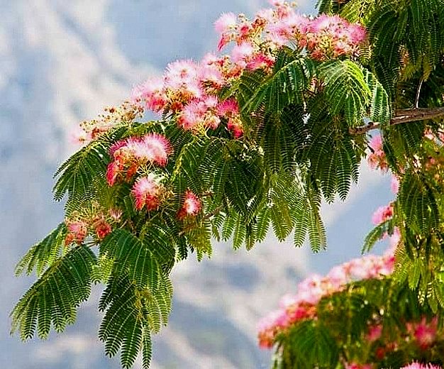 GÜLİBRİŞİM AĞACI TOHUMU 50 ADET (BONSAİ TEKNİĞİNE UYGUN TÜR)