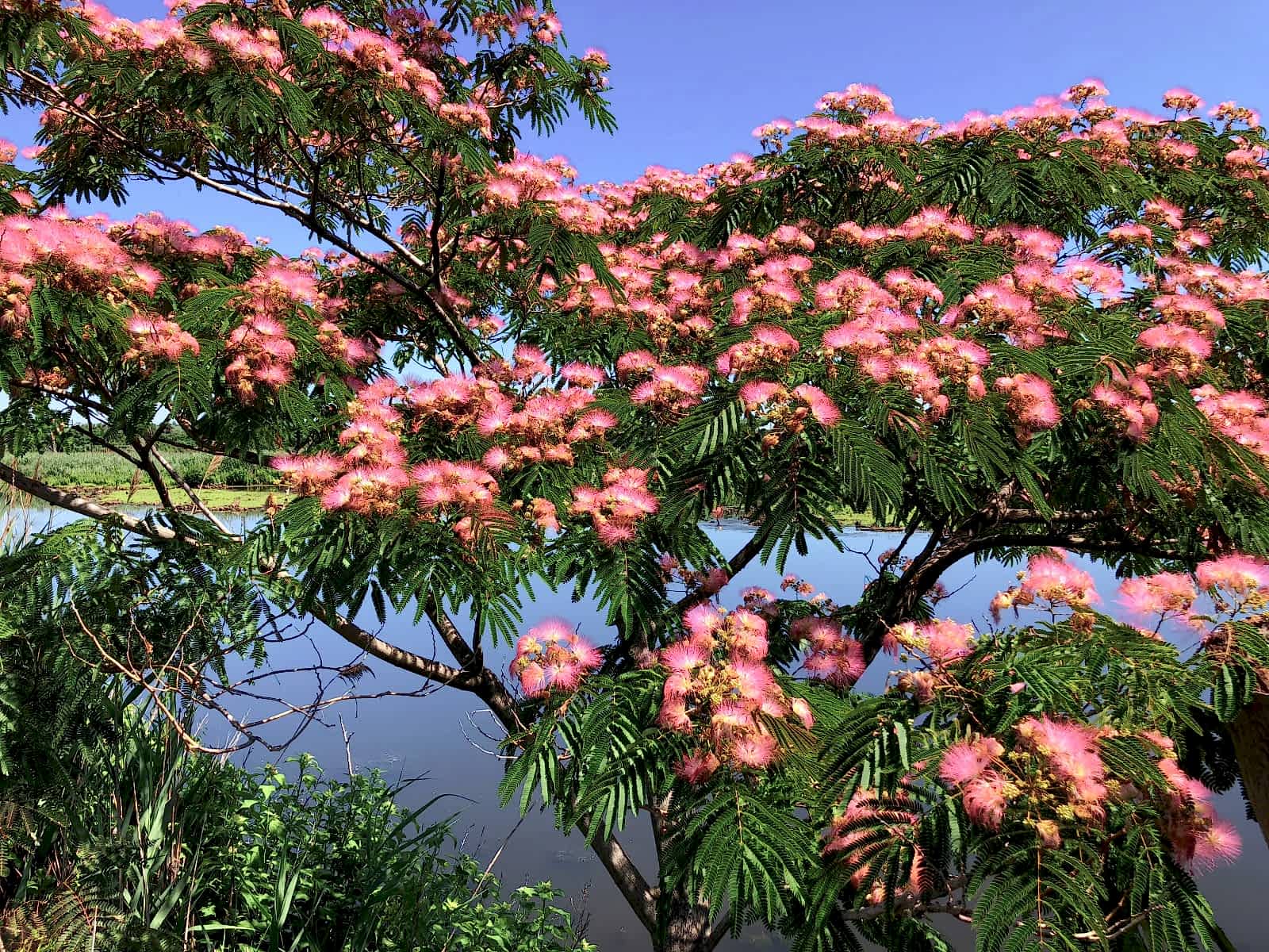 GÜLİBRİŞİM FİDANI 3 ADET - İPEK AĞACI (Albizia Julibrissin)