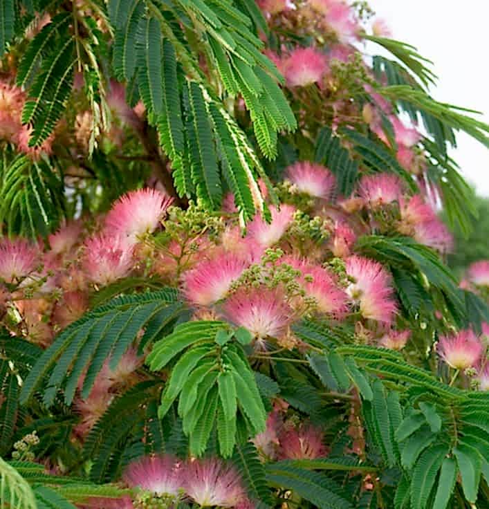 GÜLİBRİŞİM FİDANI 3 ADET - İPEK AĞACI (Albizia Julibrissin)