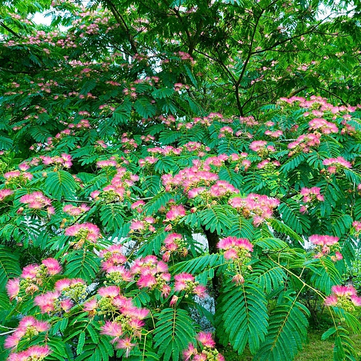 GÜLİBRİŞİM FİDANI 3 ADET - İPEK AĞACI (Albizia Julibrissin)