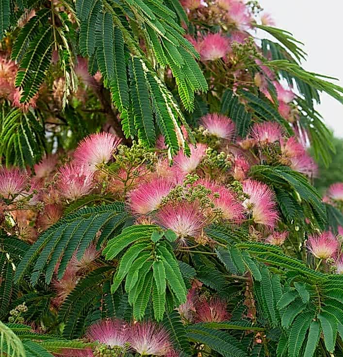 GÜLİBRİŞİM FİDANI 5 ADET - İPEK AĞACI (Albizia Julibrissin)