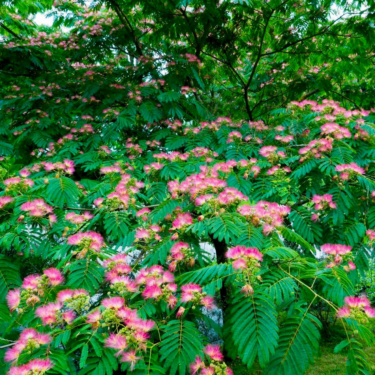 GÜLİBRİŞİM FİDANI 5 ADET - İPEK AĞACI (Albizia Julibrissin)