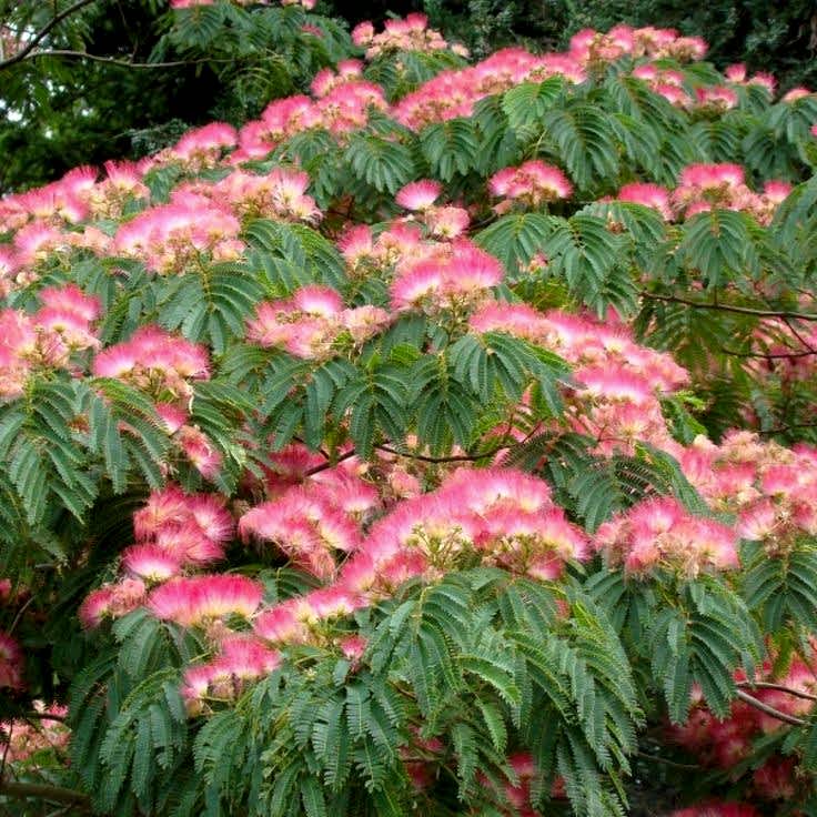 GÜLİBRİŞİM FİDANI 5 ADET - İPEK AĞACI (Albizia Julibrissin)