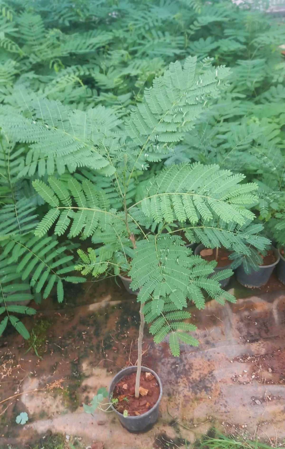 GÜLİBRİŞİM FİDANI 5 ADET - İPEK AĞACI (Albizia Julibrissin)