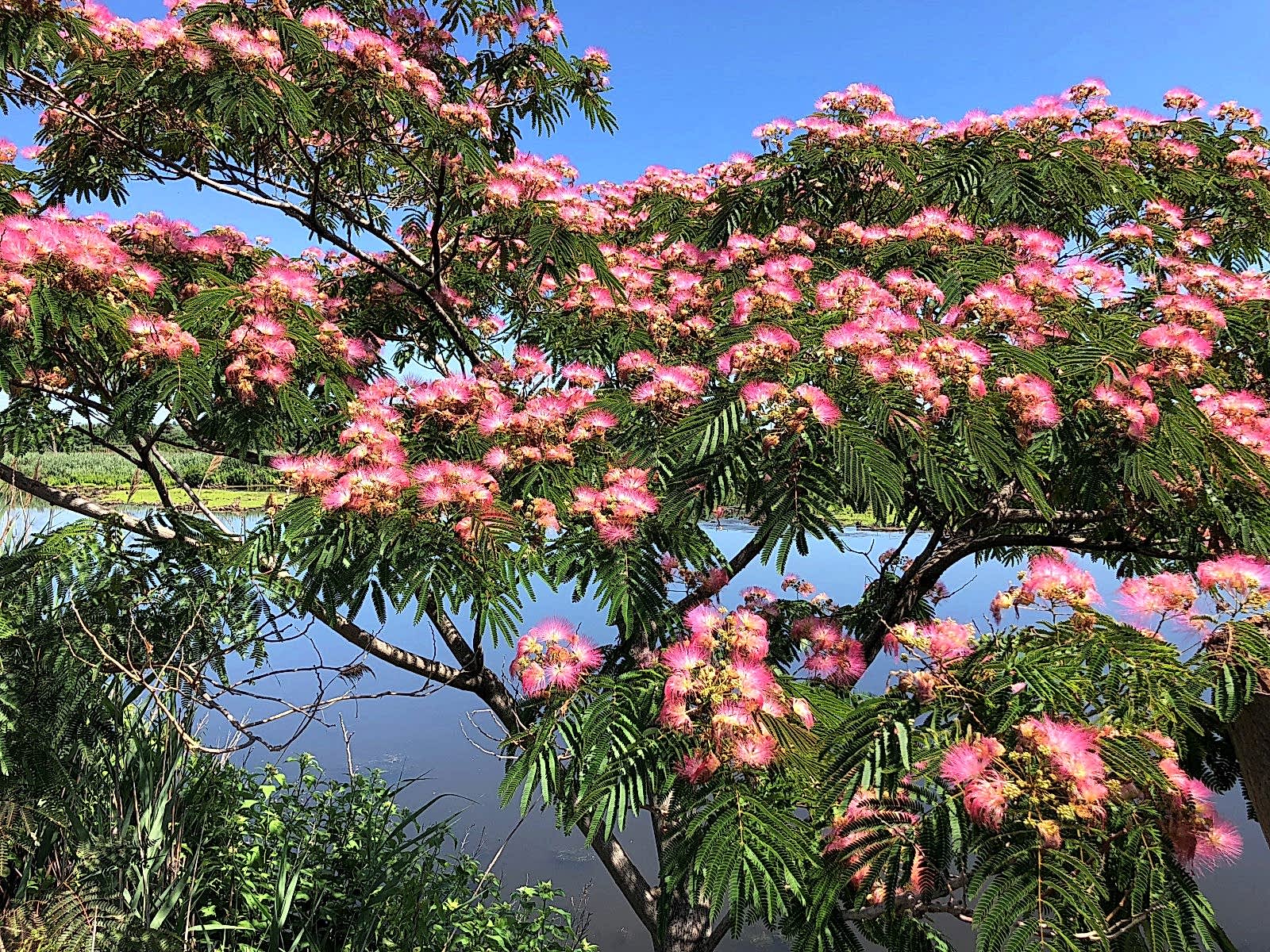 GÜLİBRİŞİM FİDANI - İPEK AĞACI (Albizia Julibrissin)