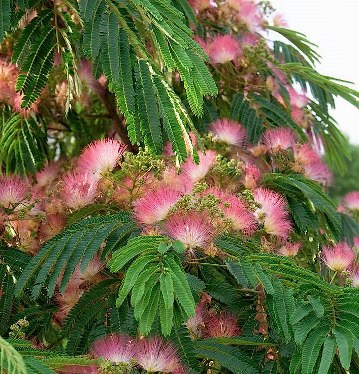 GÜLİBRİŞİM FİDANI - İPEK AĞACI (Albizia Julibrissin)