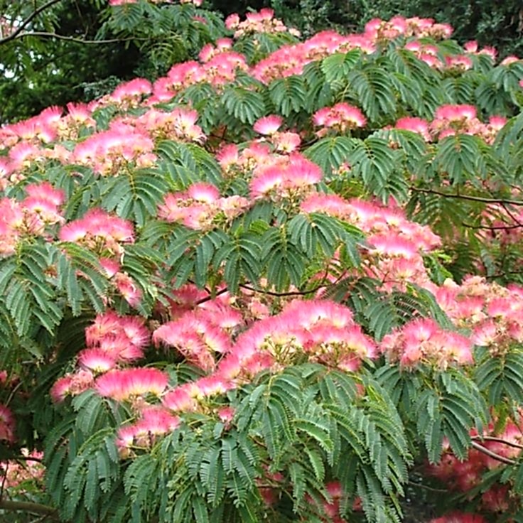 GÜLİBRİŞİM FİDANI - İPEK AĞACI (Albizia Julibrissin)