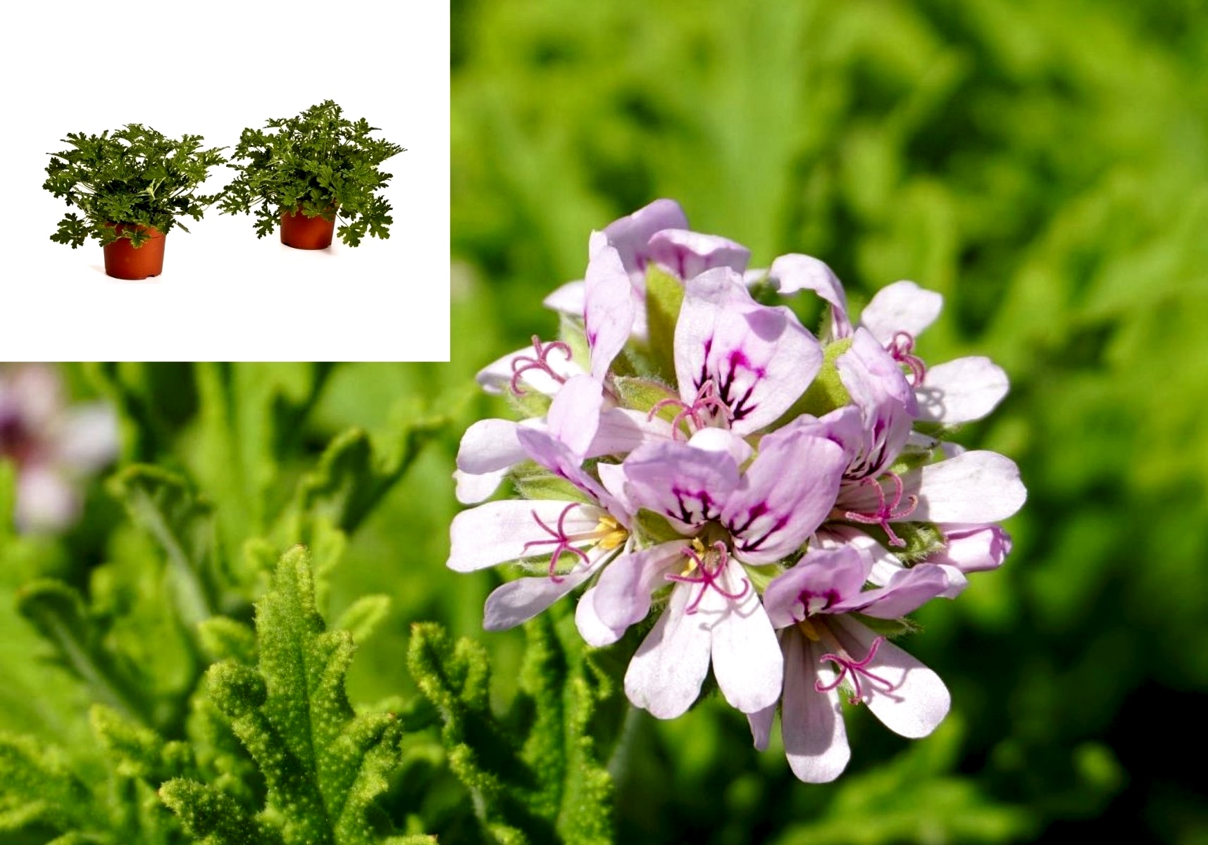 ITIR ÇİÇEĞİ 10 ADET - PELARGONİUM GRAVEOLENS