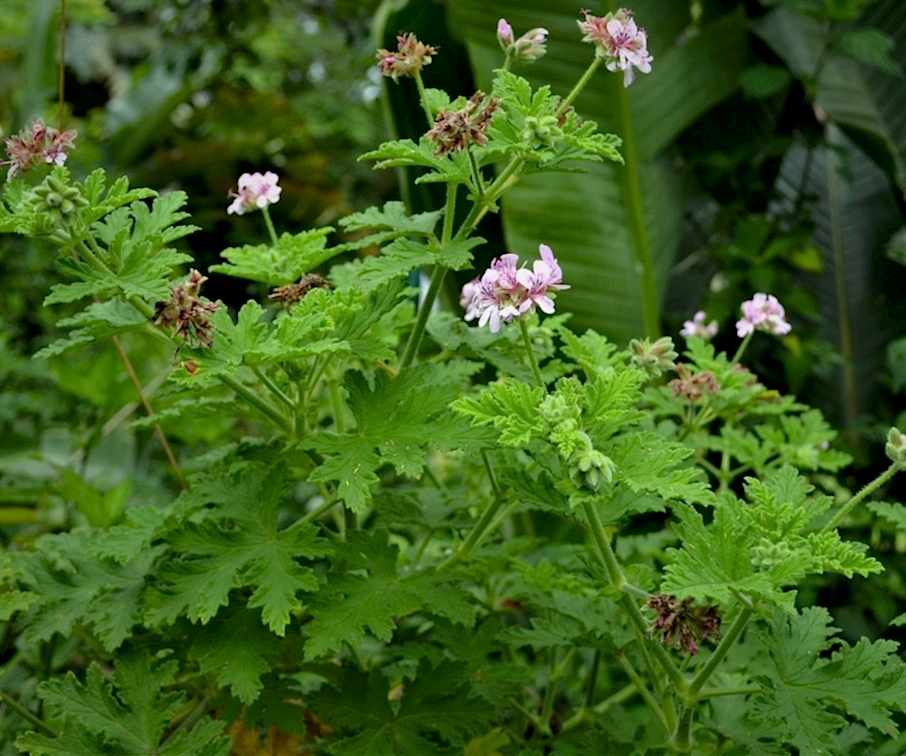 ITIR ÇİÇEĞİ 10 ADET - PELARGONİUM GRAVEOLENS